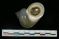 藏品(芮氏蠑螺)的圖片